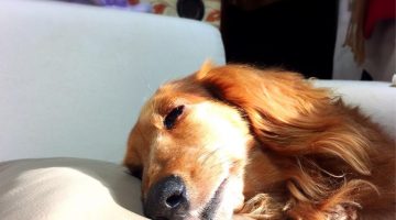 ペットを飼うことが情操教育になると言いますが体験談を聞かせてください!
